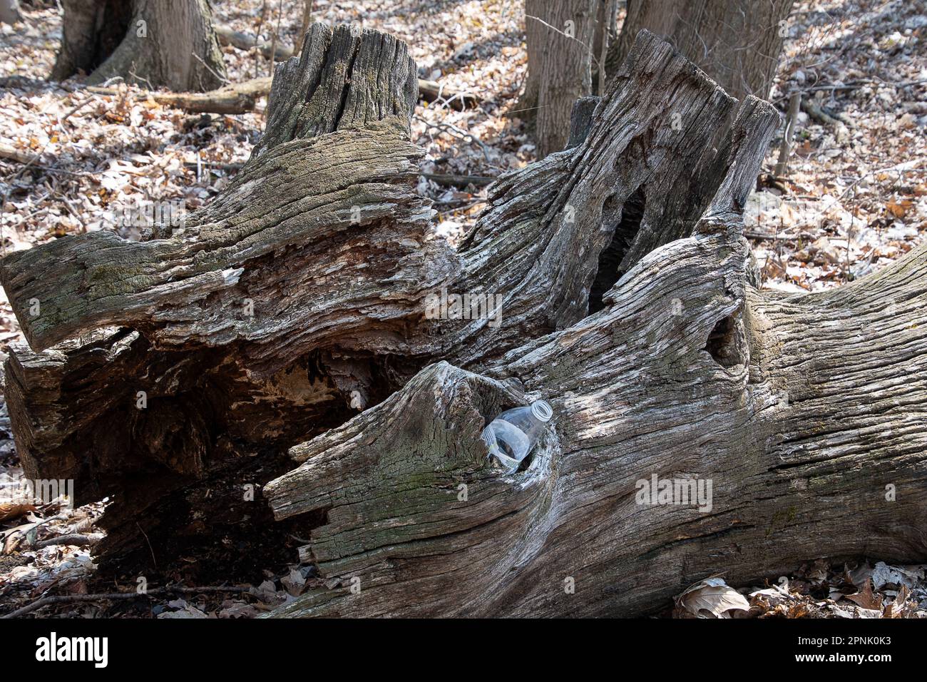 Svuotare la bottiglia d'acqua di plastica nel vecchio foro dell'albero Foto Stock