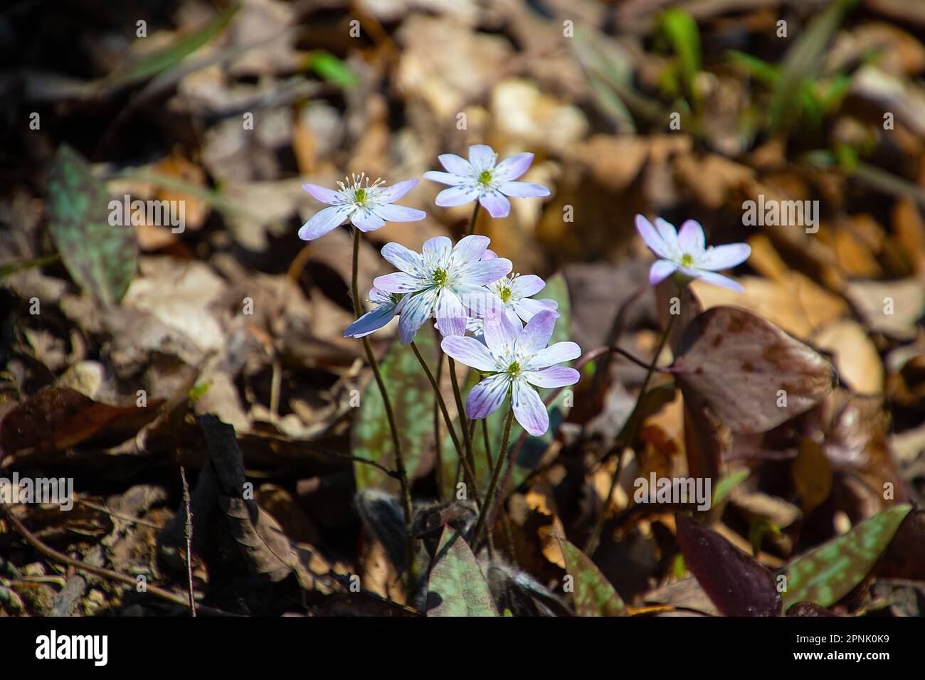 Fiori selvatici hepatica in fiore nella foresta primaverile del Michigan Foto Stock