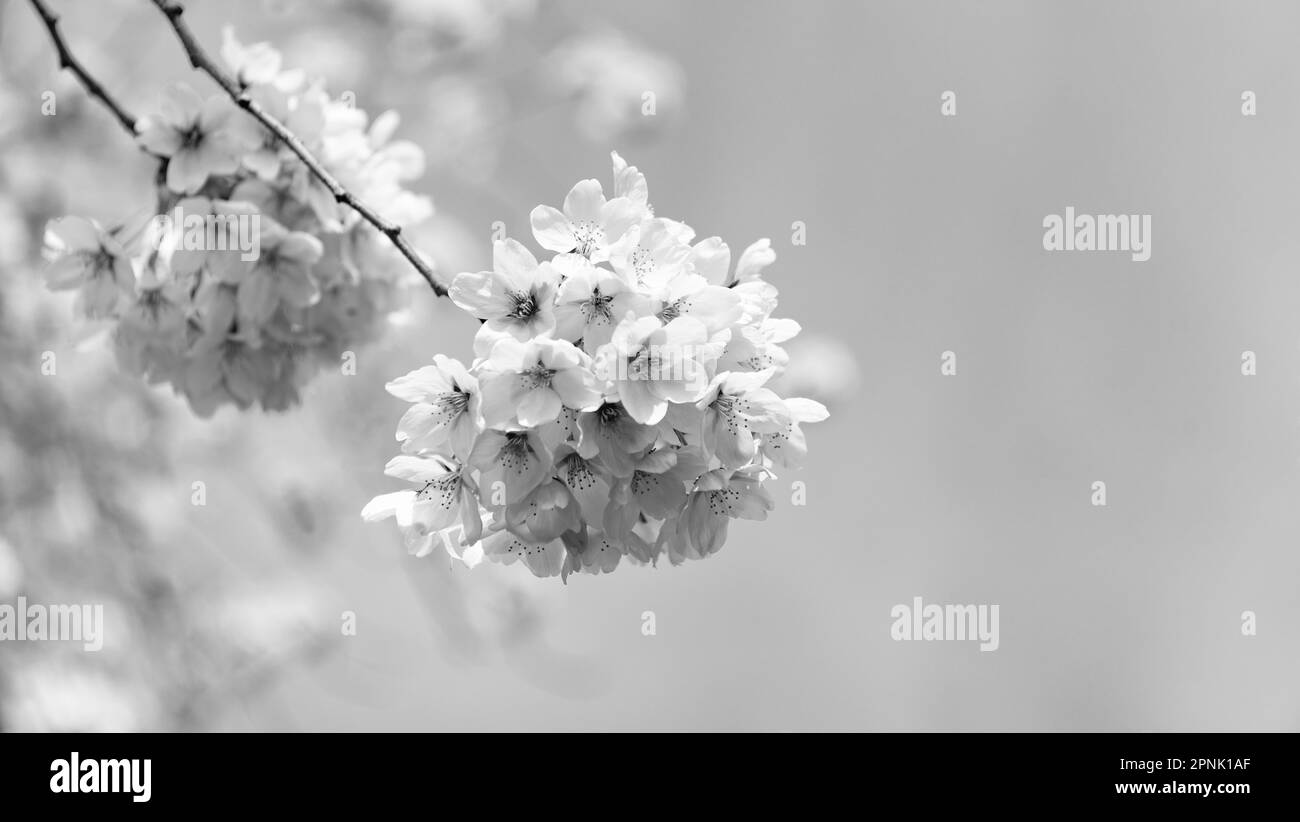 sakura bellissimo fiore su ramo di albero. macro natura. blu cielo sfondo con spazio copia Foto Stock