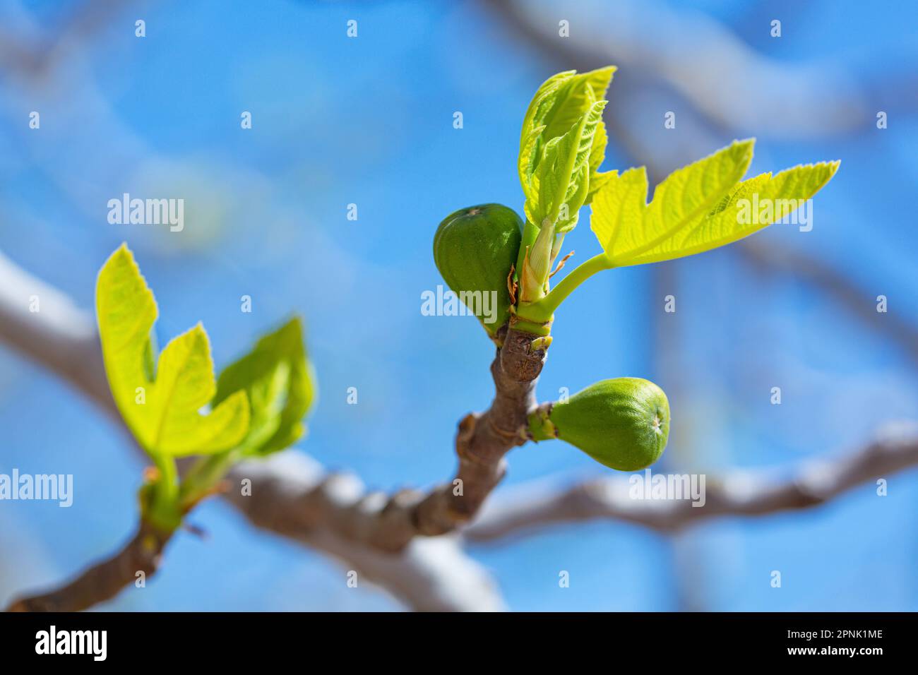 Germogli di fichi e fichi verdi in primavera tempo soleggiato Foto Stock