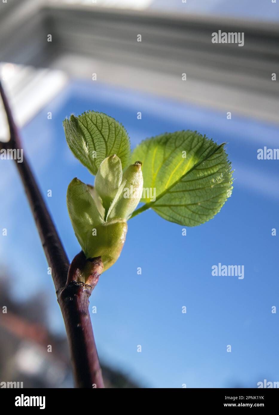 Gemma di calce comune (Tilia vulgaris) e foglia emergente, Foto Stock