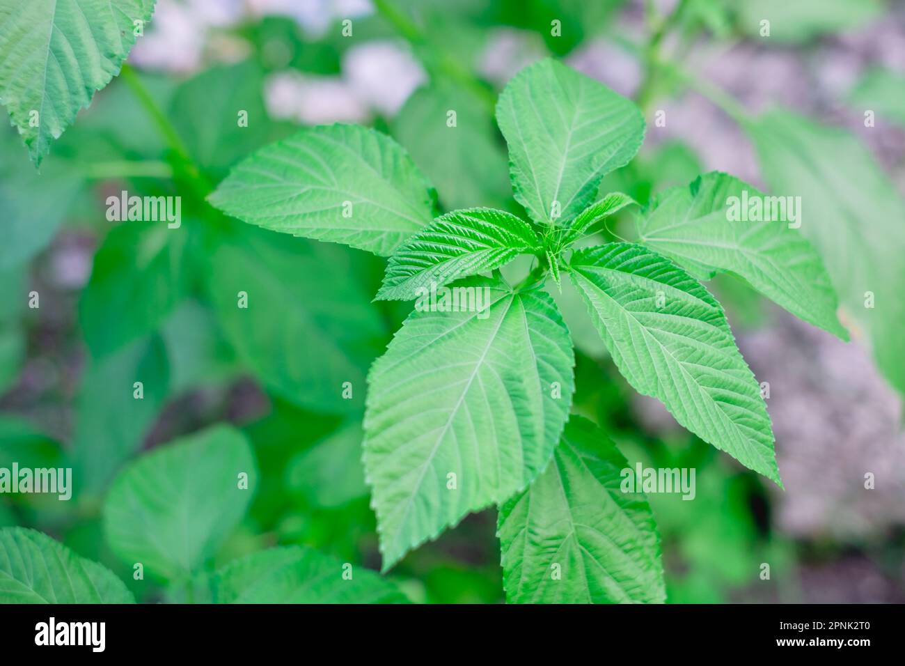 Primo piano della pianta di erbe popolare Nalta Jute o semplicemente Jute anche conosciuto come Saluyot, mallow del Giudeo, okra del cespuglio e spinaci egiziani. Messa a fuoco selettiva. Foto Stock