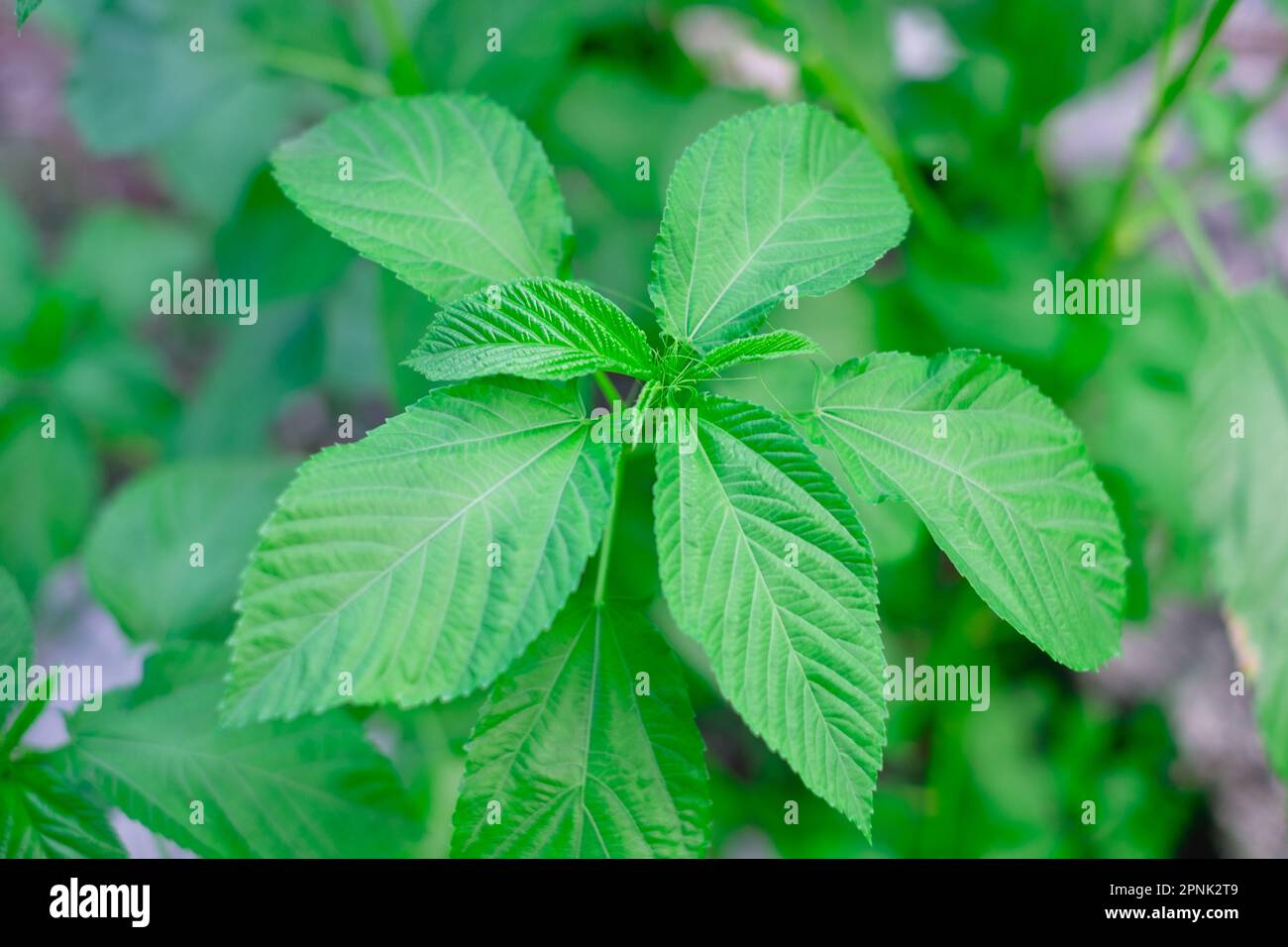 Primo piano della pianta di erbe popolare Nalta Jute o semplicemente Jute anche conosciuto come Saluyot, mallow del Giudeo, okra del cespuglio e spinaci egiziani. Messa a fuoco selettiva. Foto Stock