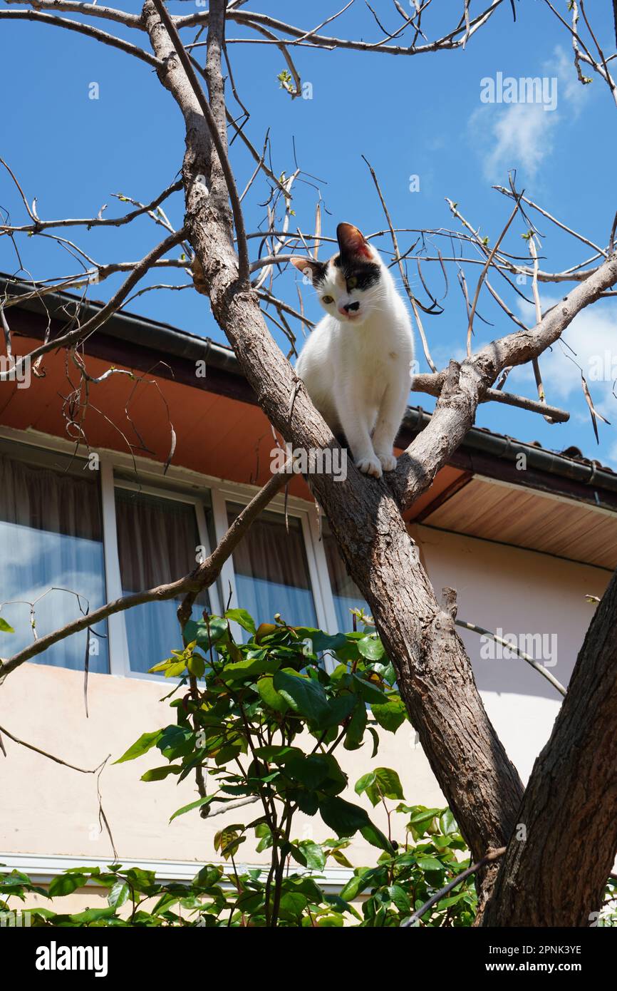 Bianco con macchie nere gatto giovane arroccato in un albero senza foglie vicino a una casa contro il cielo blu Foto Stock