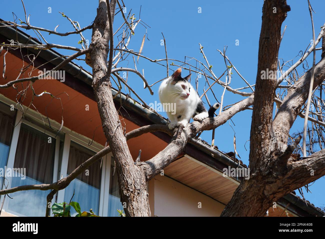 Bianco con macchie nere gatto giovane arroccato in un albero senza foglie vicino a una casa contro il cielo blu Foto Stock