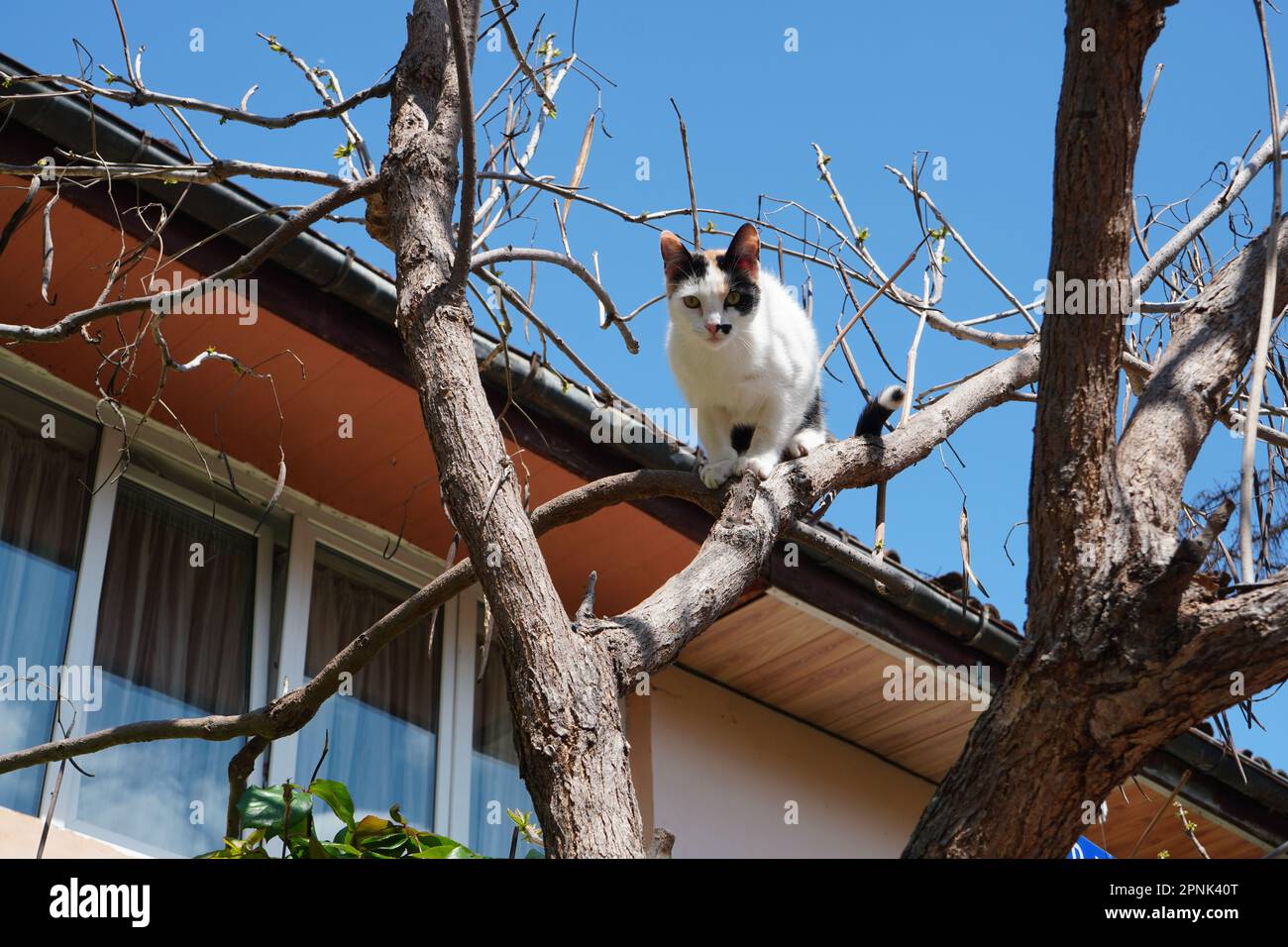 Bianco con macchie nere gatto giovane arroccato in un albero senza foglie vicino a una casa contro il cielo blu Foto Stock