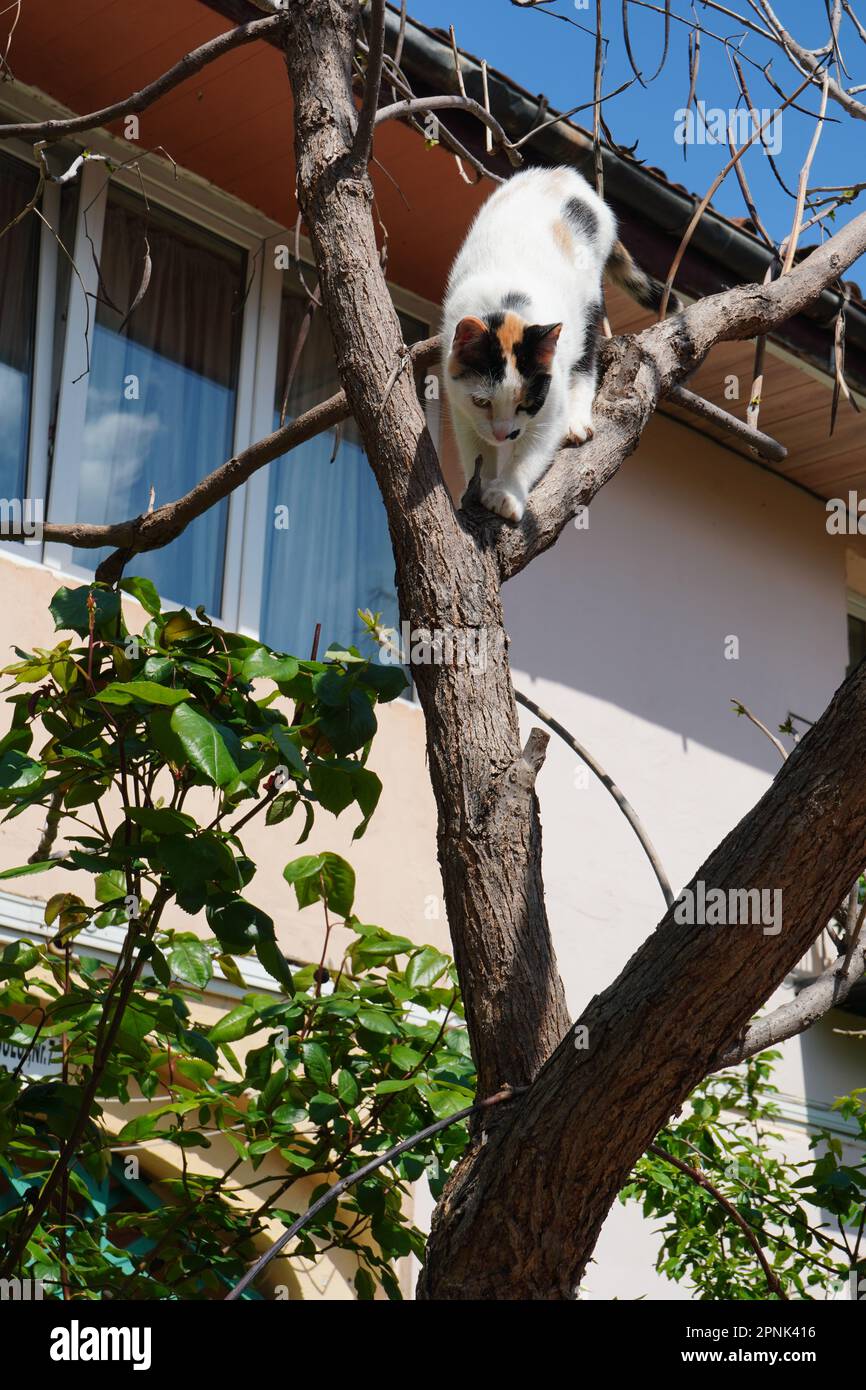 Bianco con macchie nere gatto giovane arroccato in un albero senza foglie vicino a una casa contro il cielo blu Foto Stock