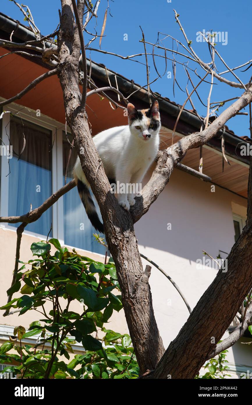 Bianco con macchie nere gatto giovane arroccato in un albero senza foglie vicino a una casa contro il cielo blu Foto Stock