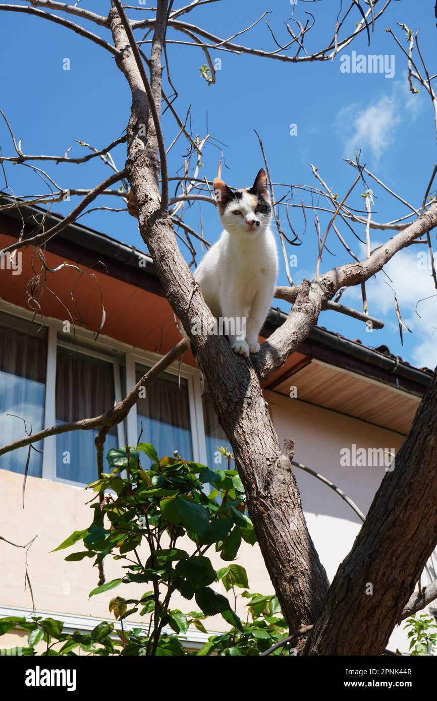 Bianco con macchie nere gatto giovane arroccato in un albero senza foglie vicino a una casa contro il cielo blu Foto Stock