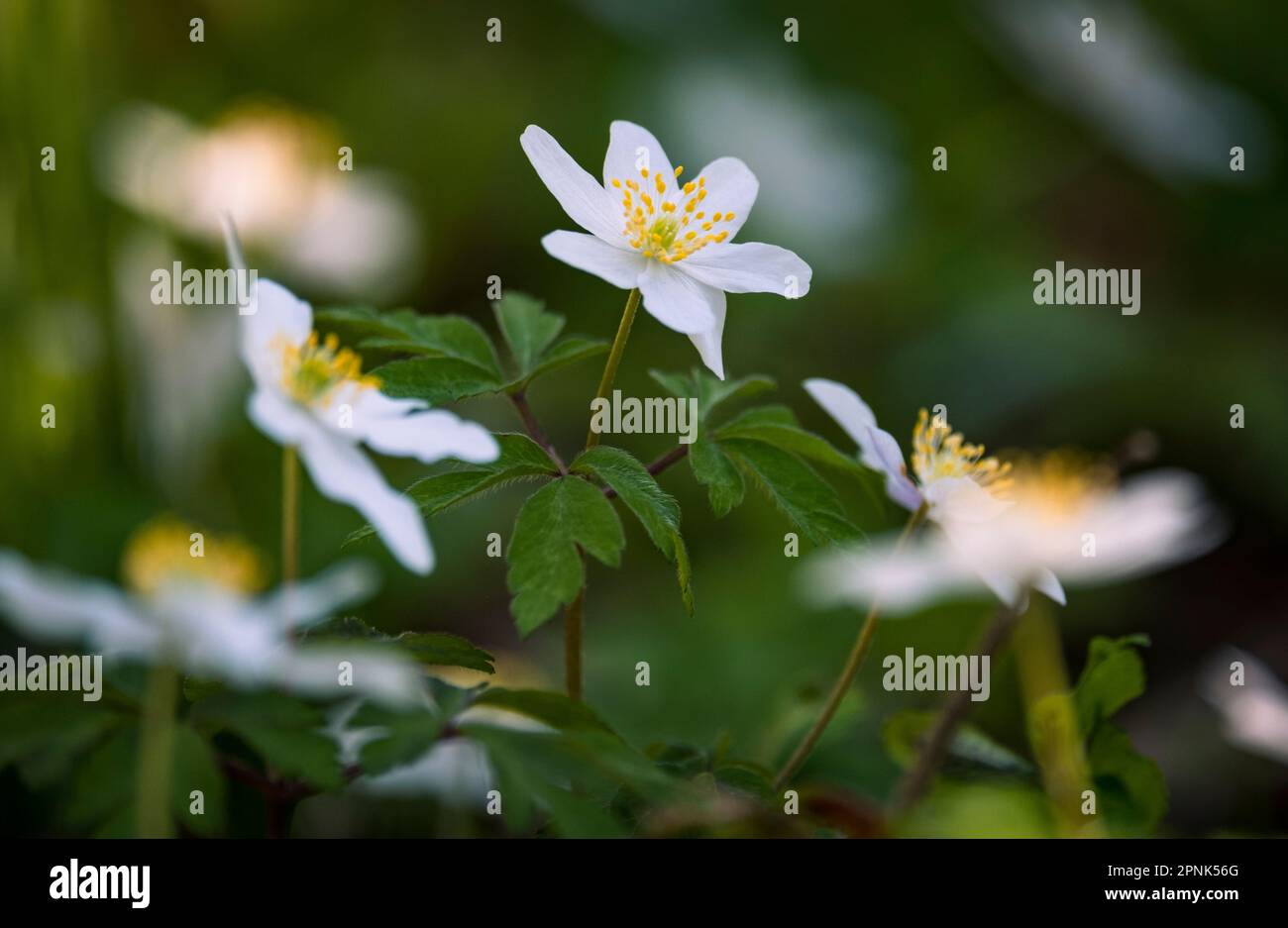 Delicati fiori bianchi di Anemone selvatico fioriscono sul terreno boschivo durante la primavera, Worcestershire, Inghilterra. Foto Stock