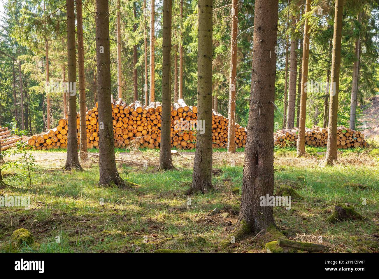 Paesaggio Der Harz parco nazionale, Germania. Foresta verde, tronchi impilati, prato aperto fiorito prato e sentieri per escursioni. Foto Stock