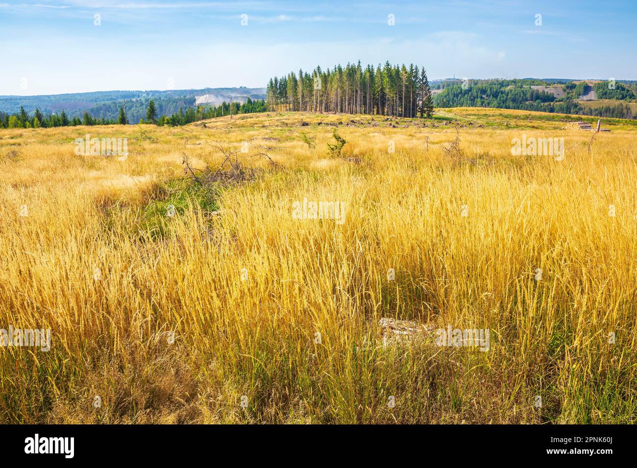 Paesaggio Der Harz parco nazionale, Germania. Foresta verde, tronchi impilati, prato aperto fiorito prato e sentieri per escursioni. Foto Stock