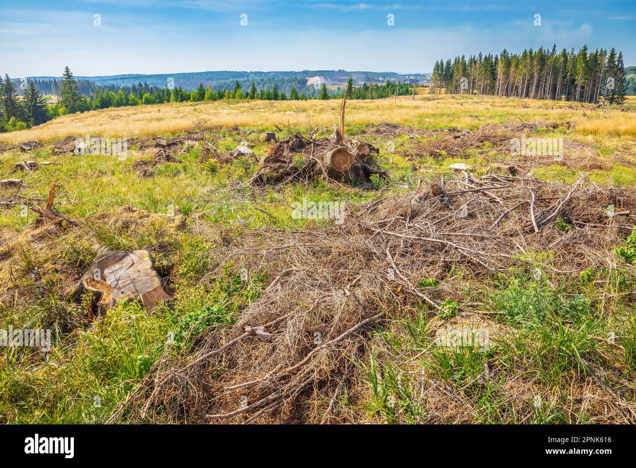 Paesaggio Der Harz parco nazionale, Germania. Foresta verde, tronchi impilati, prato aperto fiorito prato e sentieri per escursioni. Foto Stock