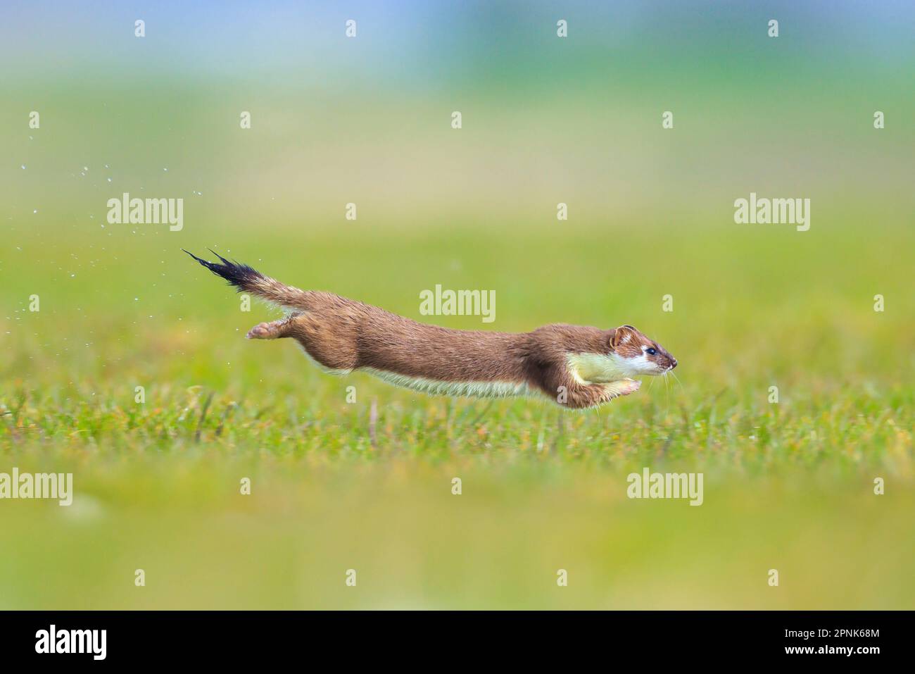 Primo piano di una stoat, mustela erminea, correre e saltare in un campo d'erba durante la caccia. Foto Stock
