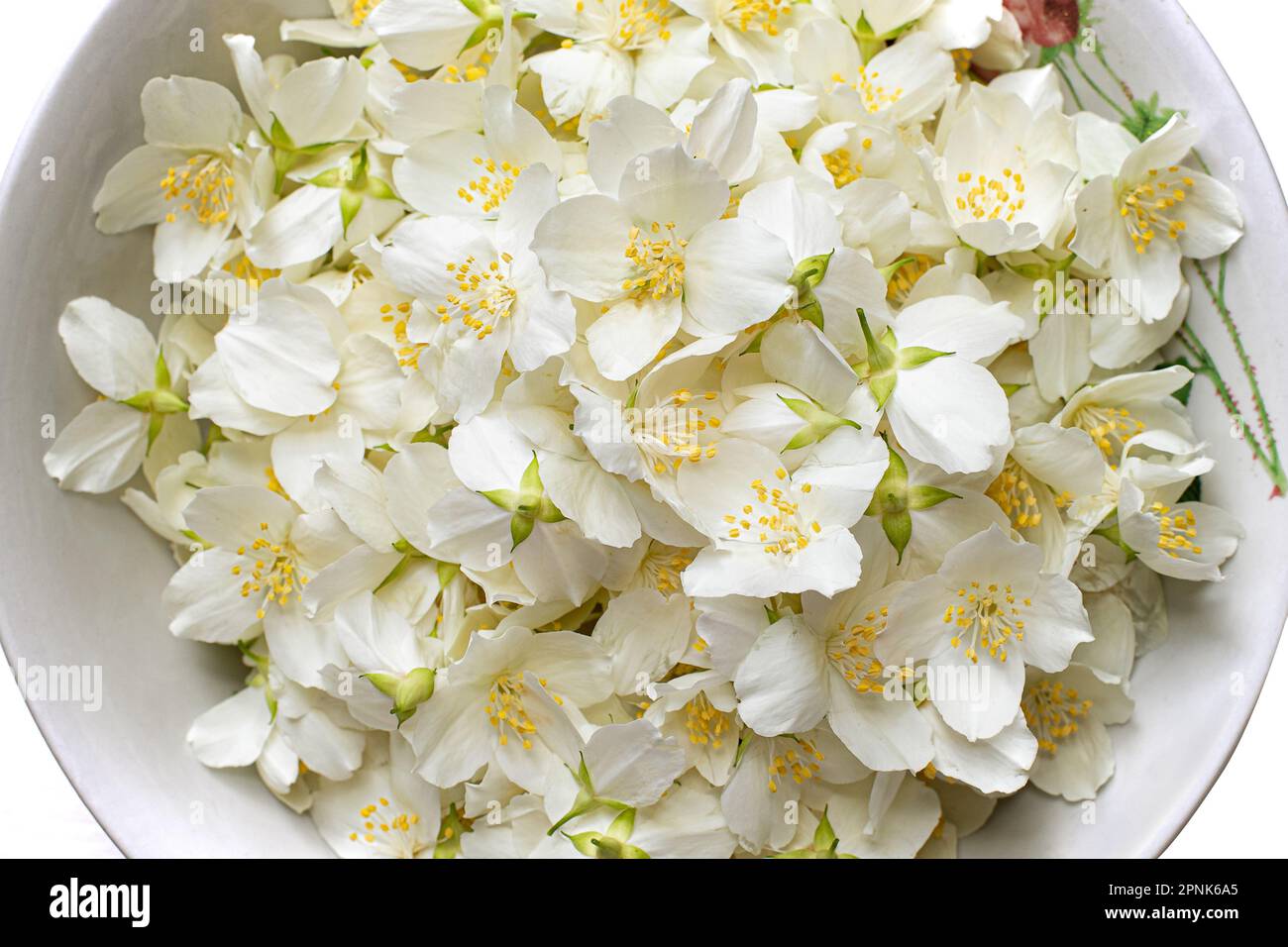 Fiore di gelsomino in una ciotola rustica. Fiore di gelsomino bianco per tè e sciroppo. Giugno fiori in Polonia. Impianti europei. Fiori bianchi. Cibo sano. Foto Stock