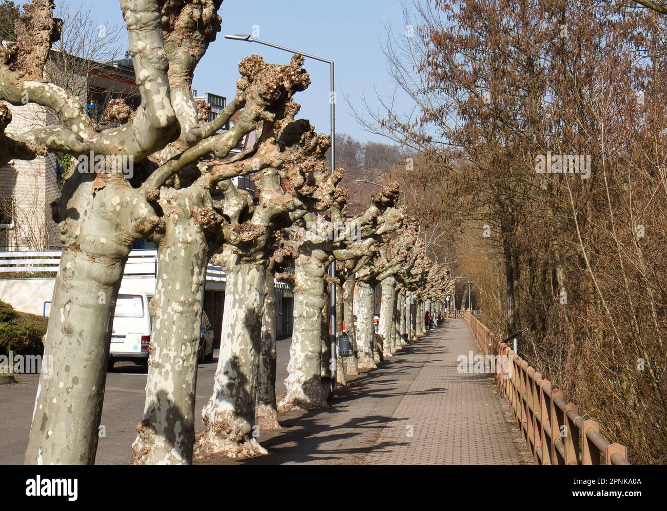 Bad Kreuznach, Germania - 25 febbraio 2021: Alberi che fiancheggiano un sentiero vicino al fiume Nahe a Bad Kreuznach, Germania, in una giornata invernale di sole. Foto Stock