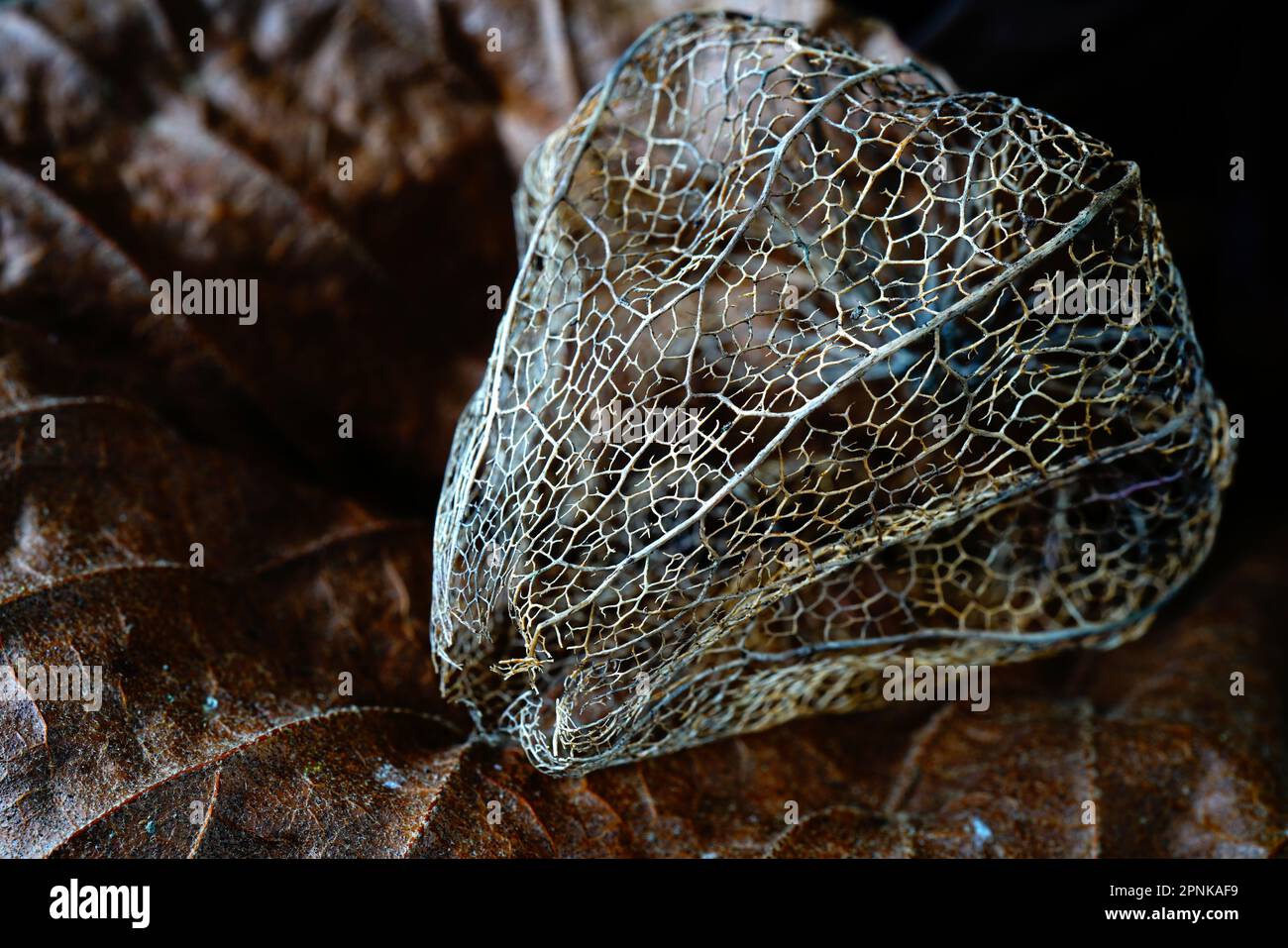 Primo piano dei calici scheletrici della pianta Physalis. Foto Stock