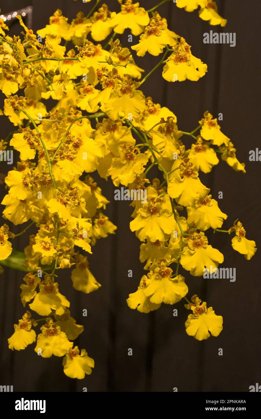 Eleganti orchidee dorate con petali gialli luminosi e foglie verdi Foto Stock