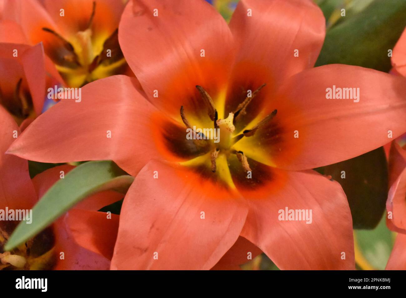 I tulipani in un vaso Foto Stock