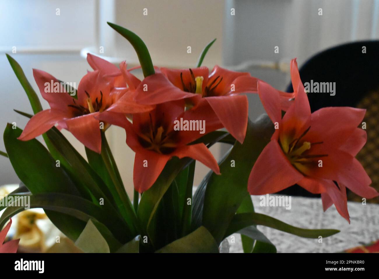 I tulipani in un vaso Foto Stock