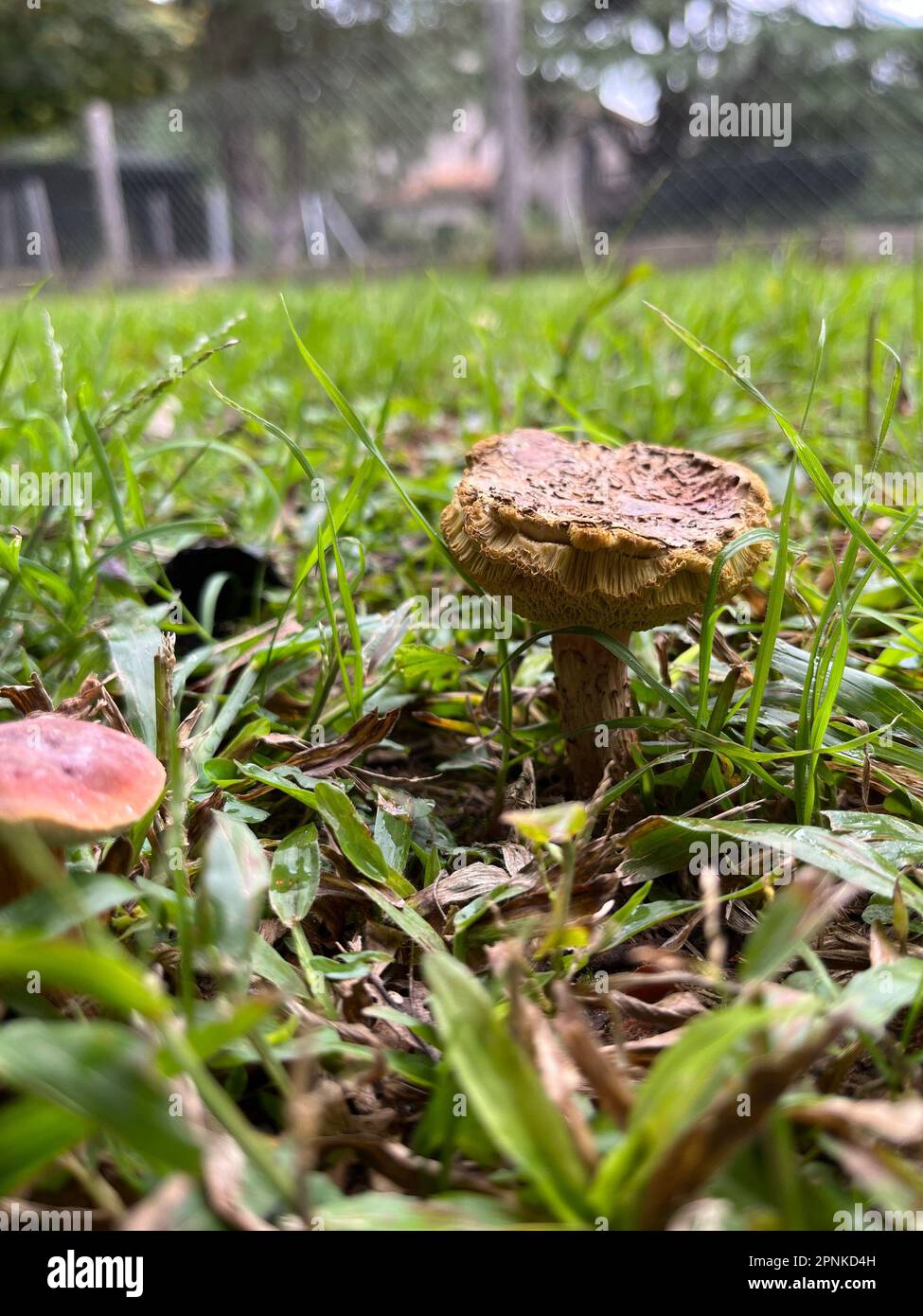 Foto di un fungo velenoso nel giardino Foto Stock
