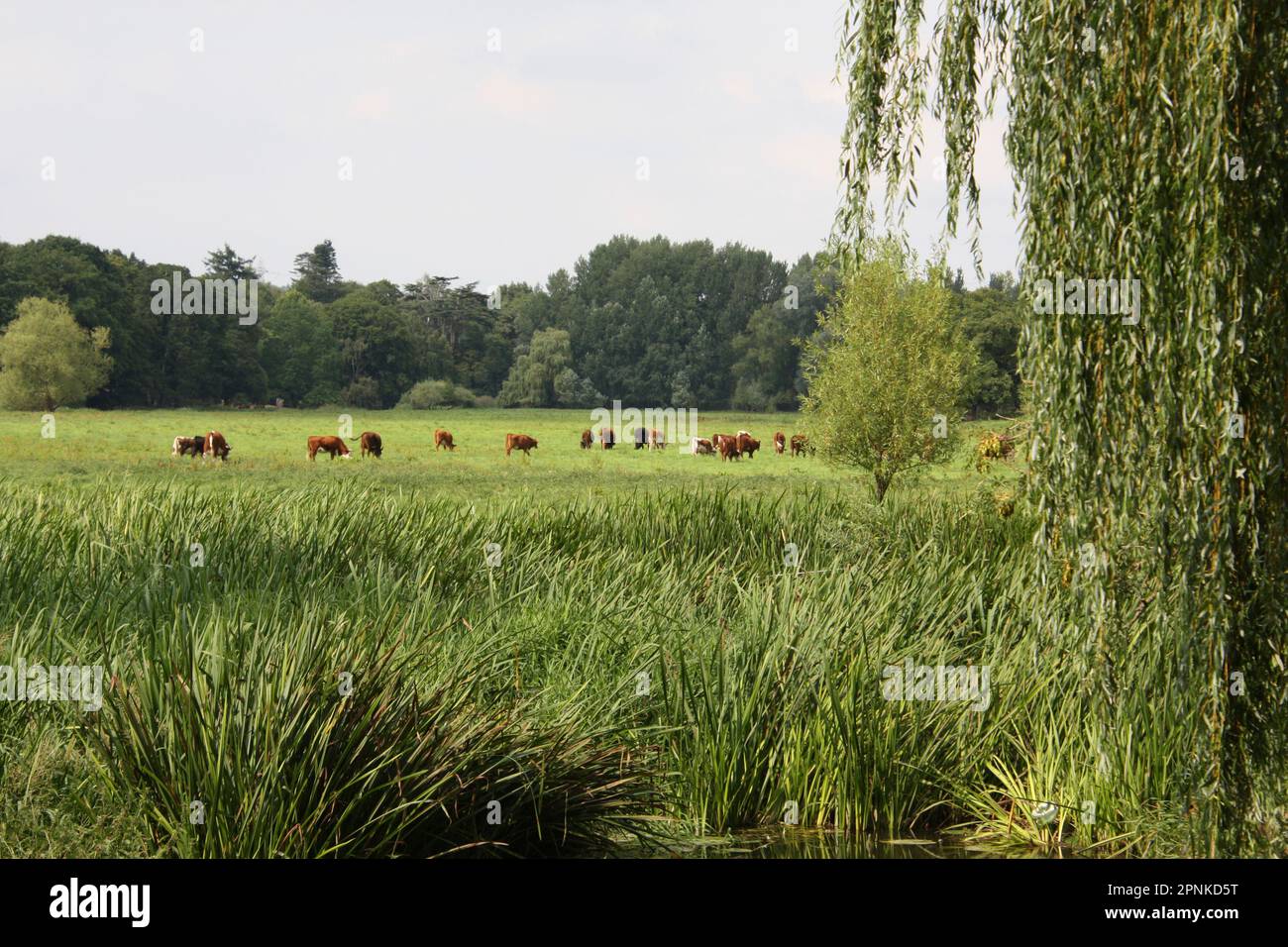 Attingham Park vicino a Shrewsbury, parco con bestiame Foto Stock