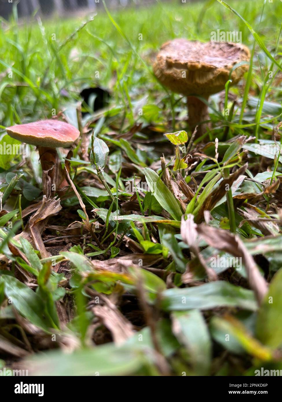 Foto di un fungo velenoso nel giardino Foto Stock