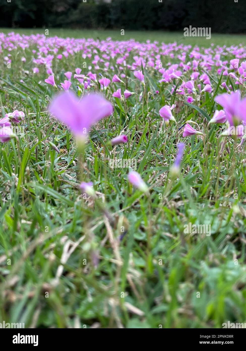 trifogli fioriti nel campo Foto Stock
