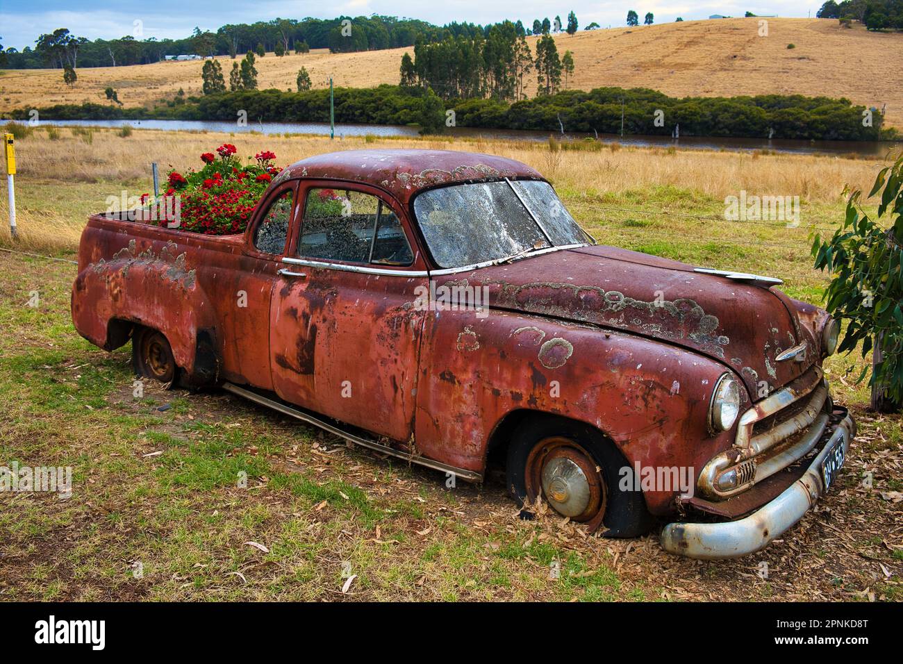 Rosso arrugginito abbandonato classico Chevrolet pick-up con lichen sulla carrozzeria utilizzato come una scatola di fiori per gerani e petunie Foto Stock