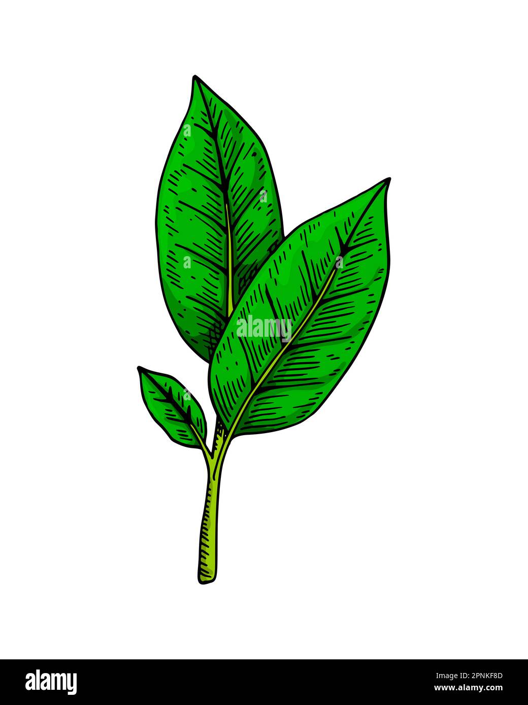 Brunch con tè verde e foglie. Fogliame fresco primaverile. Illustrazione del vettore botanico disegnato a mano in stile schizzo colorato Illustrazione Vettoriale