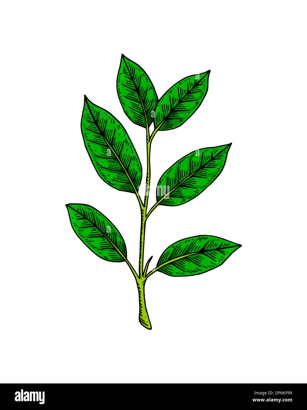 Brunch con tè verde e foglie. Fogliame fresco primaverile. Illustrazione del vettore botanico disegnato a mano in stile schizzo colorato Illustrazione Vettoriale