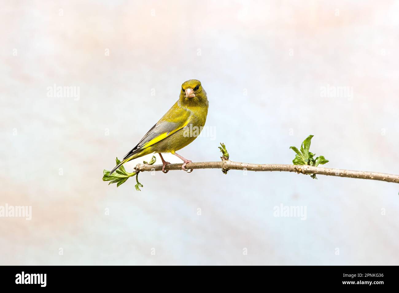 Primo piano di un greenfinch, Chloris chloris, in piedi disteso su un ramo in posizione allerta e ha contatto visivo con il fotografo contro la luce blu Foto Stock
