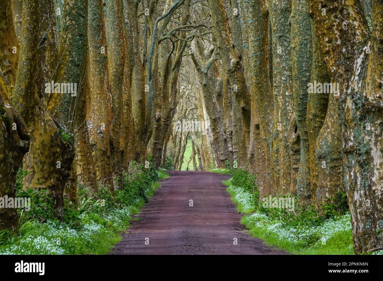 Una strada sterrata rossa tra massicci platani londinesi che formano un tunnel di alberi sull'isola delle Azzorre di Sao Miguel vicino a Povoacao, Portogallo. Foto Stock