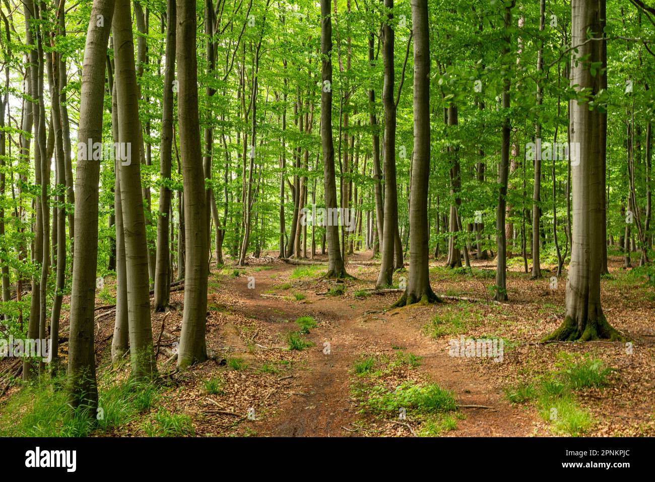 Percorso forestale attraverso una lussureggiante foresta di faggi in primavera, Süntel, Weserbergland, Germania Foto Stock