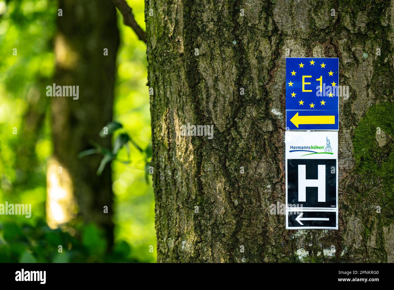 Indicazioni stradali per il percorso europeo a lunga distanza E1 e il percorso escursionistico a lunga distanza Hermannsweg/Hermannshöhen su un albero, la Foresta di Teutoburg Foto Stock