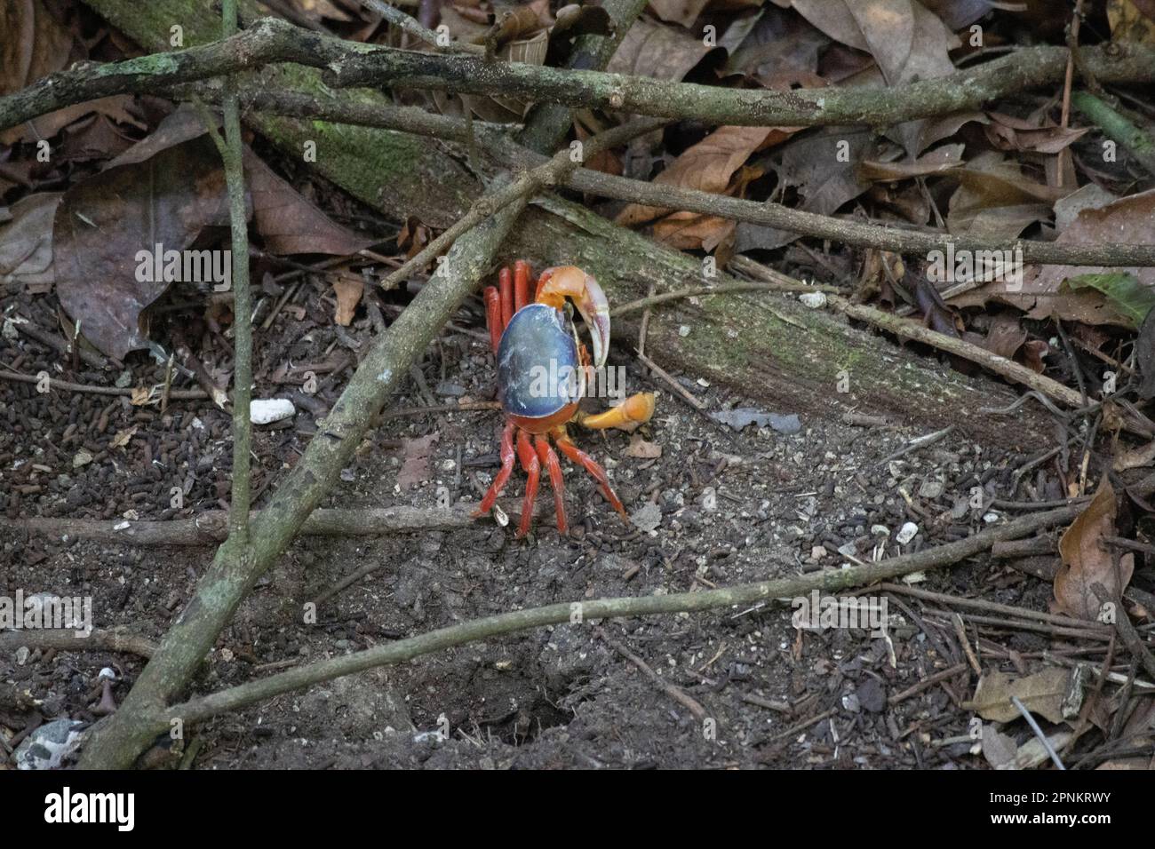 Un granchio di terra rossa del Pacifico (Gecarcinus quadratus) sul pavimento della foresta pluviale nel Parco Nazionale Manuel Antonio, Costa Rica Foto Stock