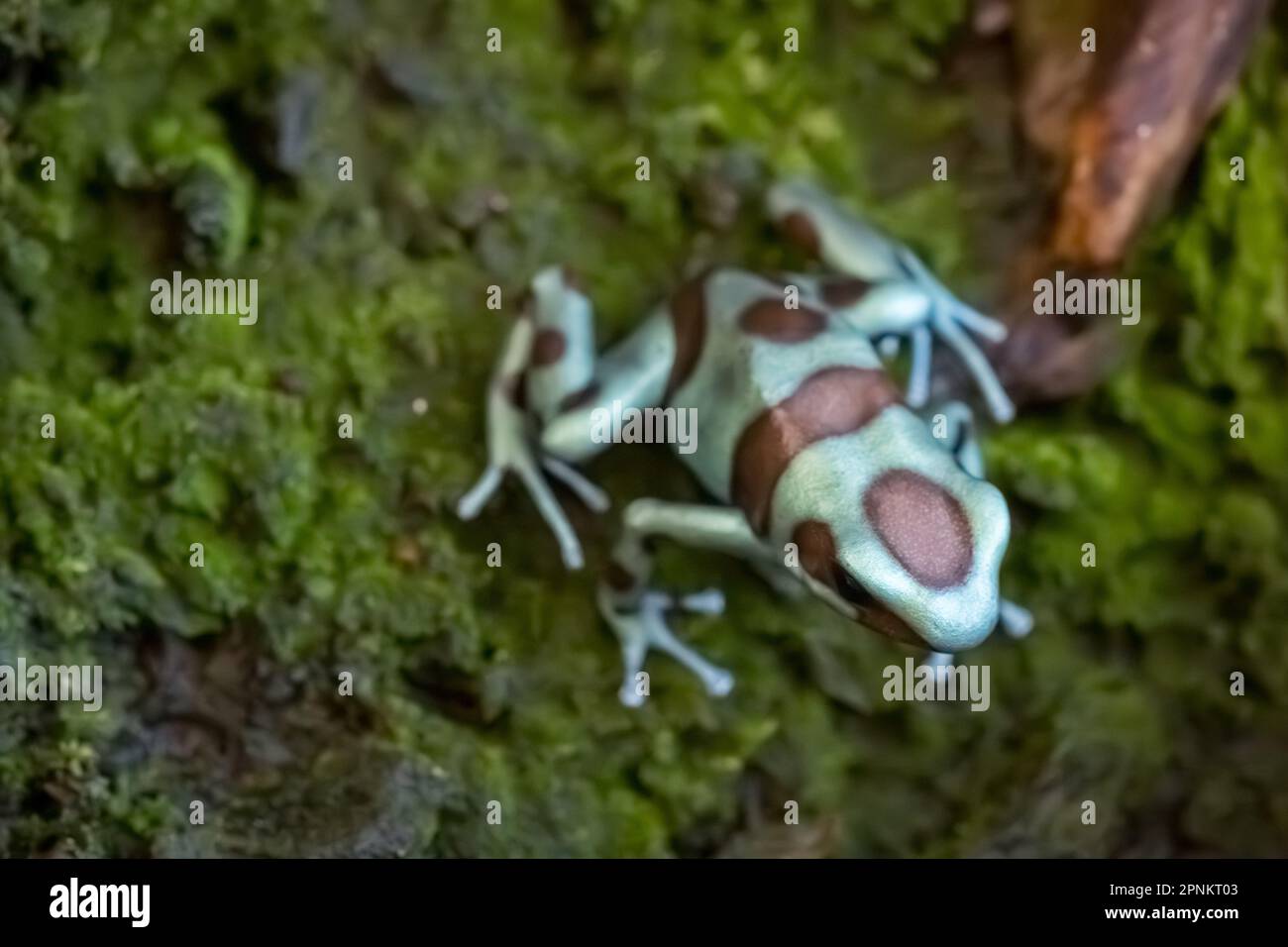 La rana verde e nera (Dendrobates auratus), o verde e nero freccia veleno. primo piano Foto Stock