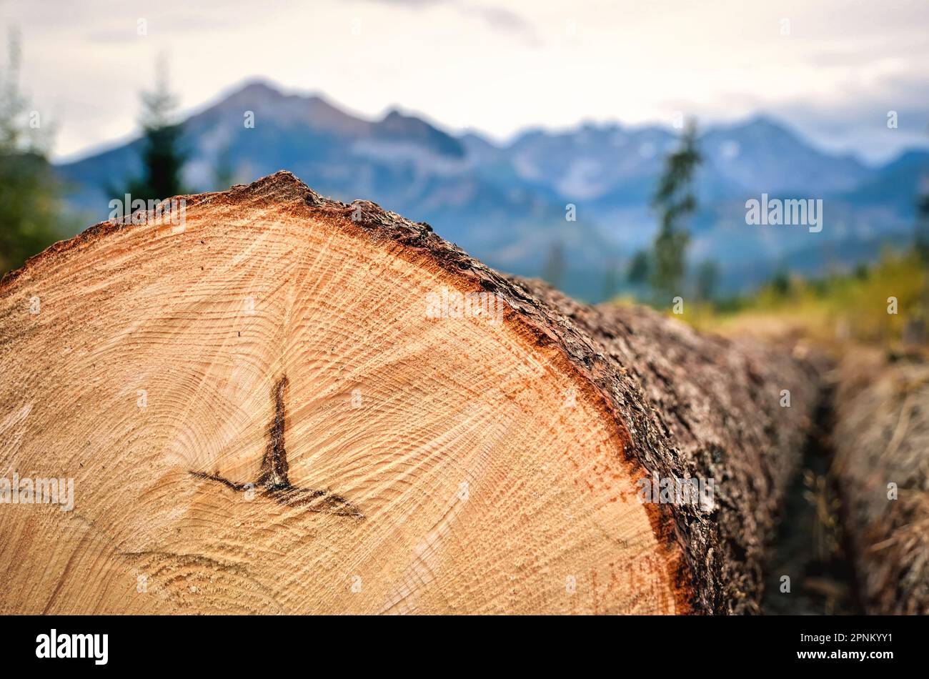 Tronco di albero in montagna, un albero tagliato fuori che mostra anelli annuali. Abbattimento del legno nel Parco Nazionale di Tatra, Polonia. Foto Stock