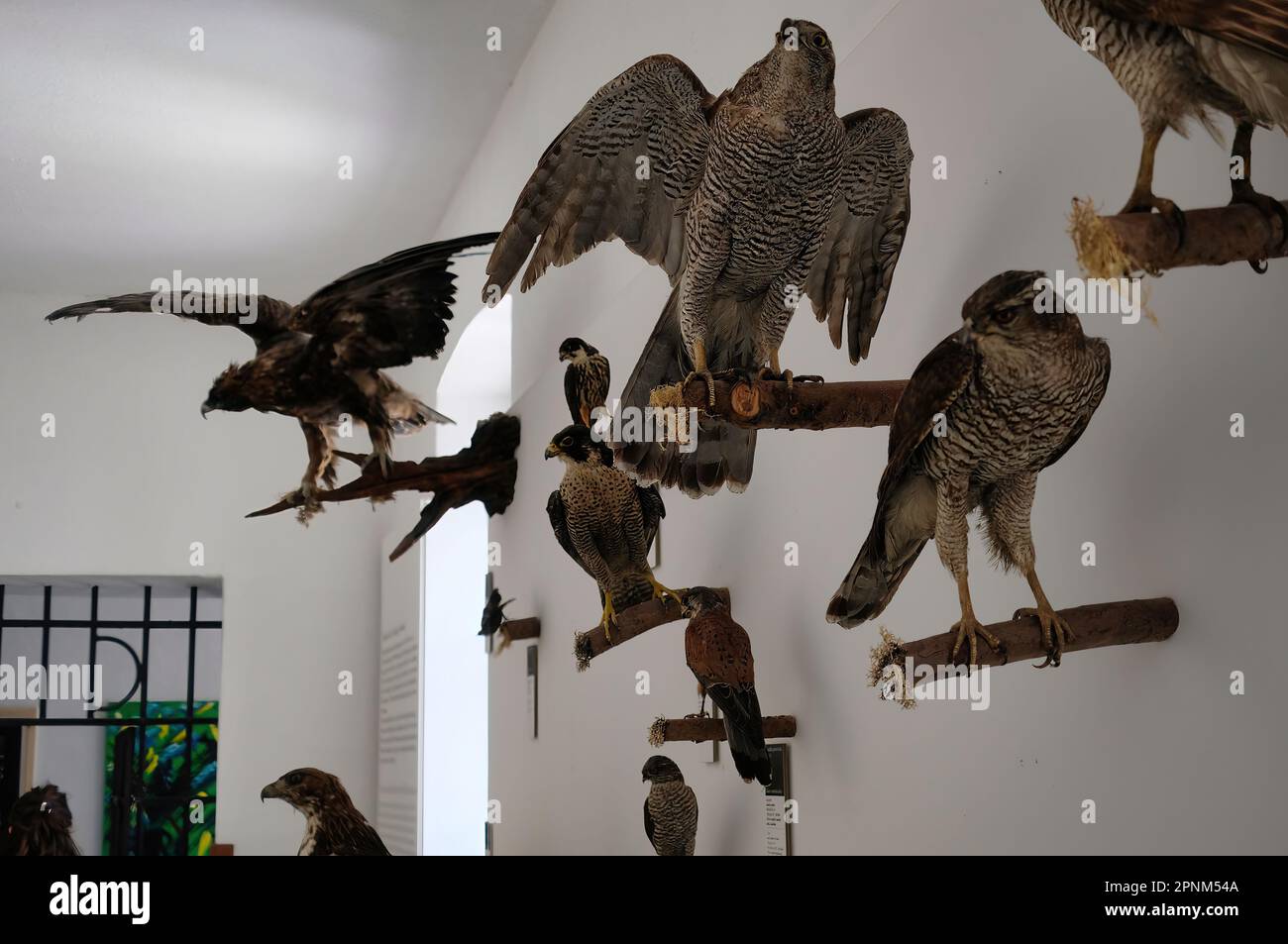 All'interno del castello di Škofja Loka (Skofja Loka) si trova una sezione del museo dove si trovano molti animali imbalsamati Foto Stock