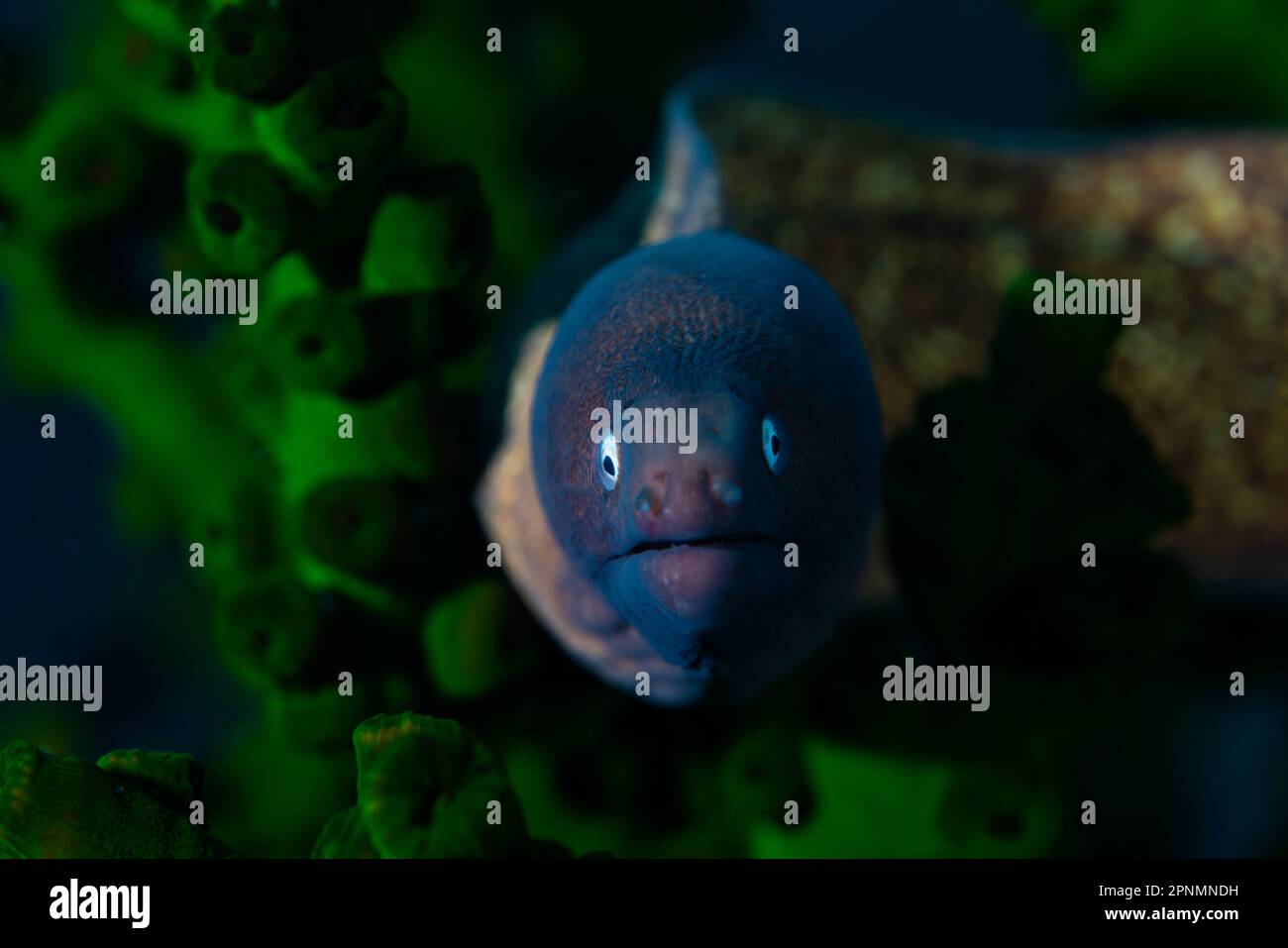 Un'anguilla giallastra grigia giovanile che indica la telecamera Foto Stock