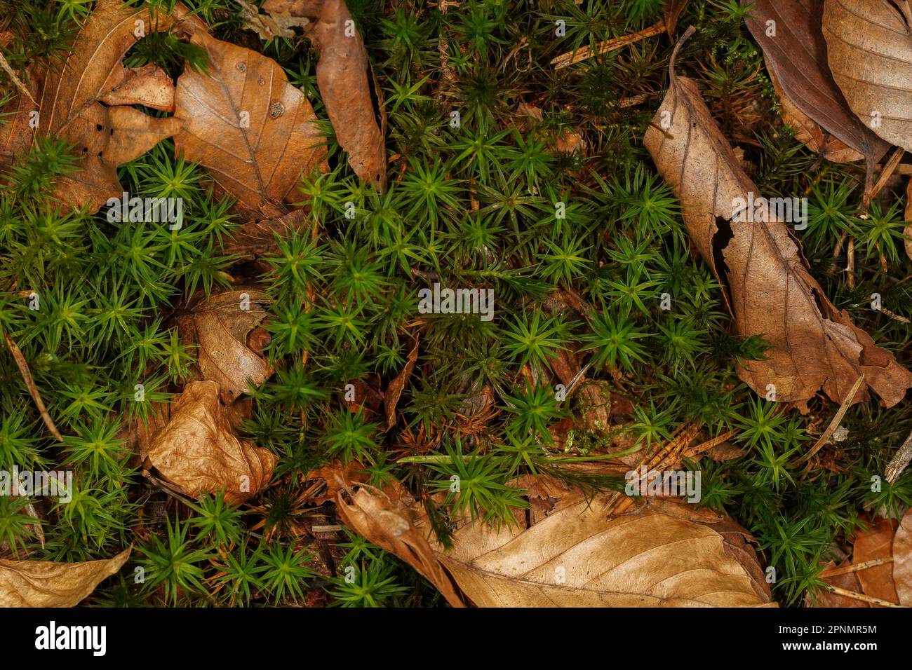 Sfondo autunnale con muschio verde e foglie marroni sul pavimento della foresta Foto Stock