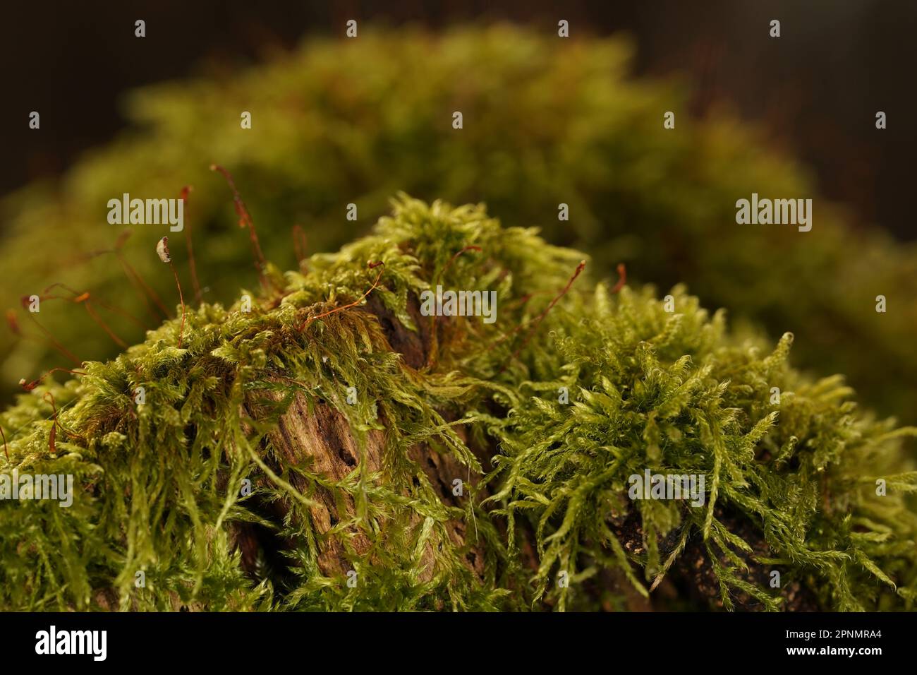 Macrofo di muschio su un ceppo di albero deformato nella foresta Foto Stock