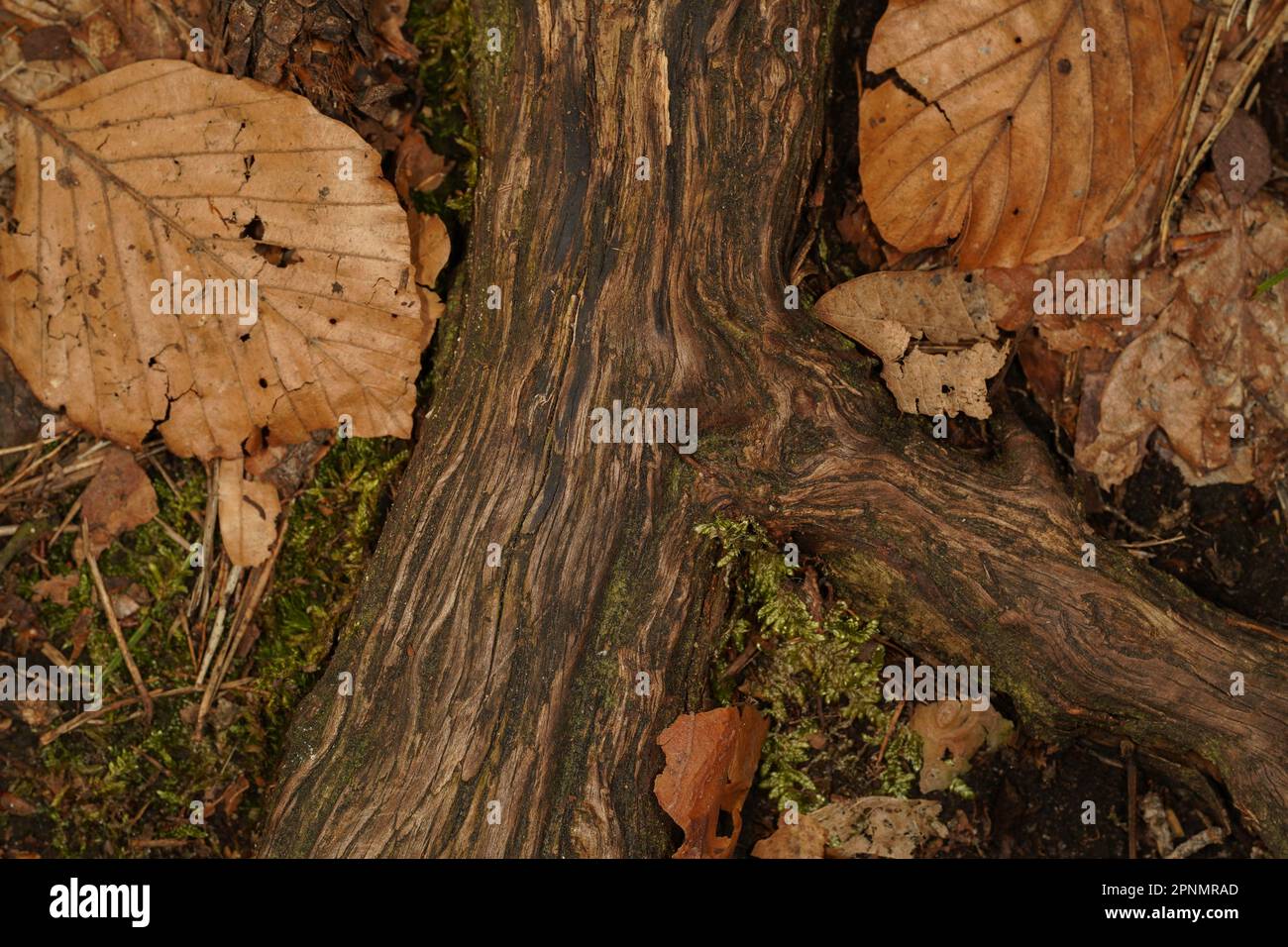 Radici di albero sul pavimento del bosco con foglie di faggio marrone sui lati Foto Stock