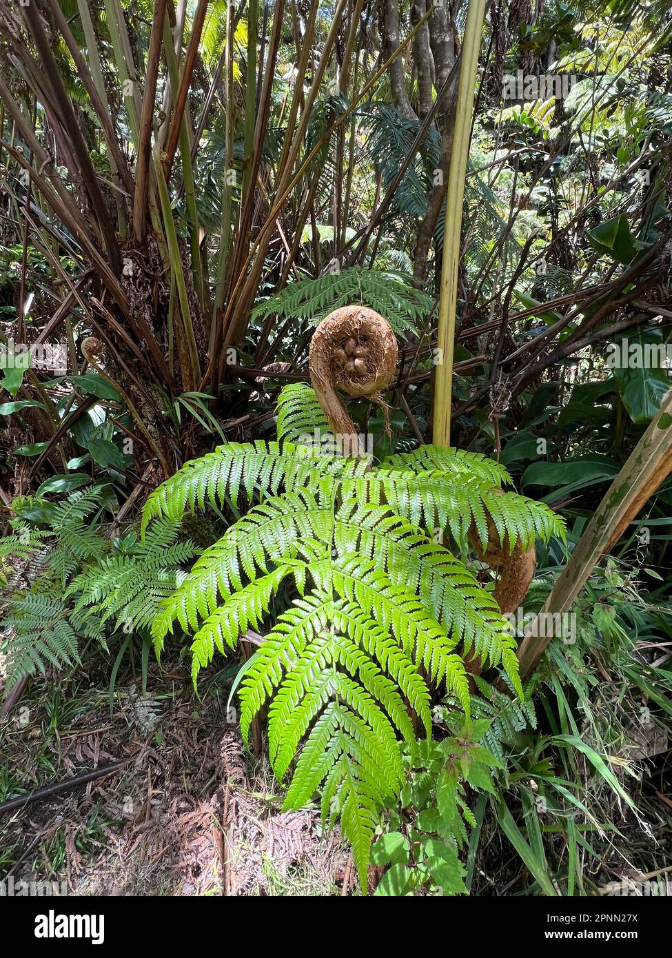 Foglia Fern al Parco Nazionale del Vulcano sulle Hawaii Foto Stock