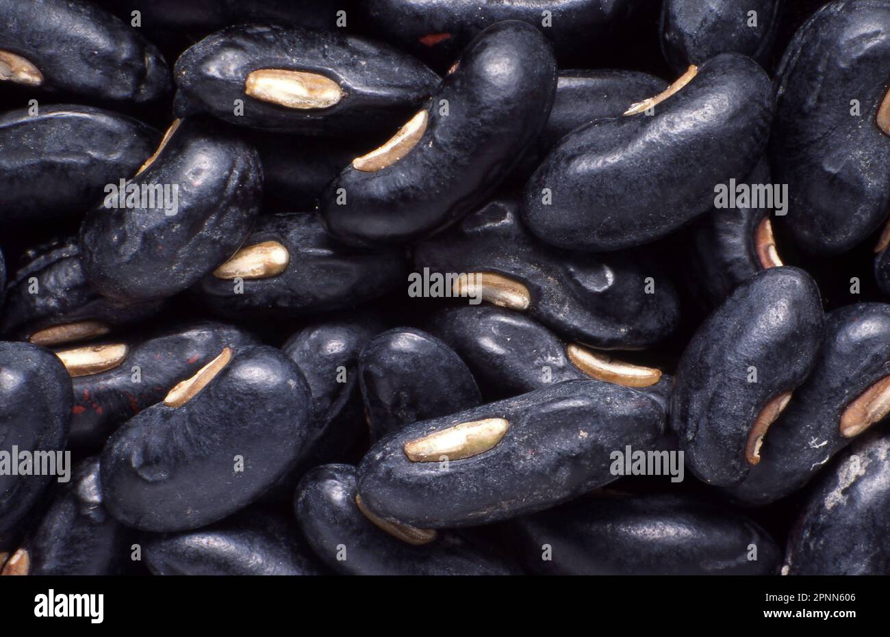 FAGIOLI DI SERPENTE CON SEMI NERI (VIGNA UNGUICULATA SSP. SESQUIPEDALIS ) Foto Stock