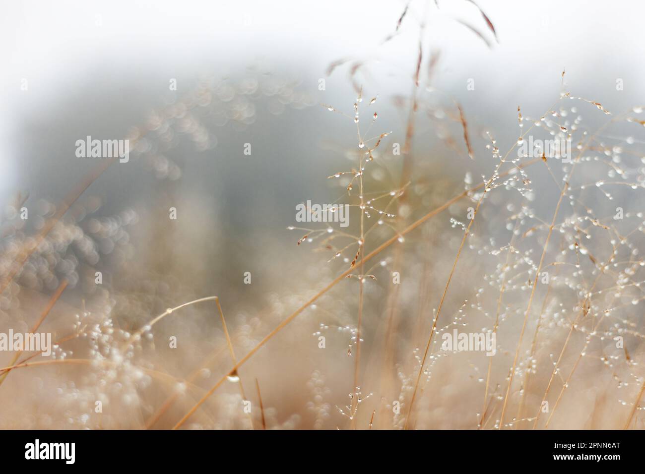 Vita lenta. La rugiada cade sull'erba. Motivo natura Foto Stock