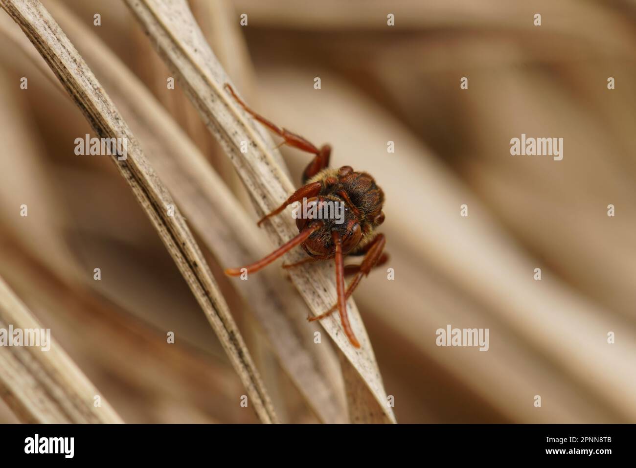 Primo piano facciale su una colorata femmina rossa della flavosa ape nomade, Nomada flava Foto Stock