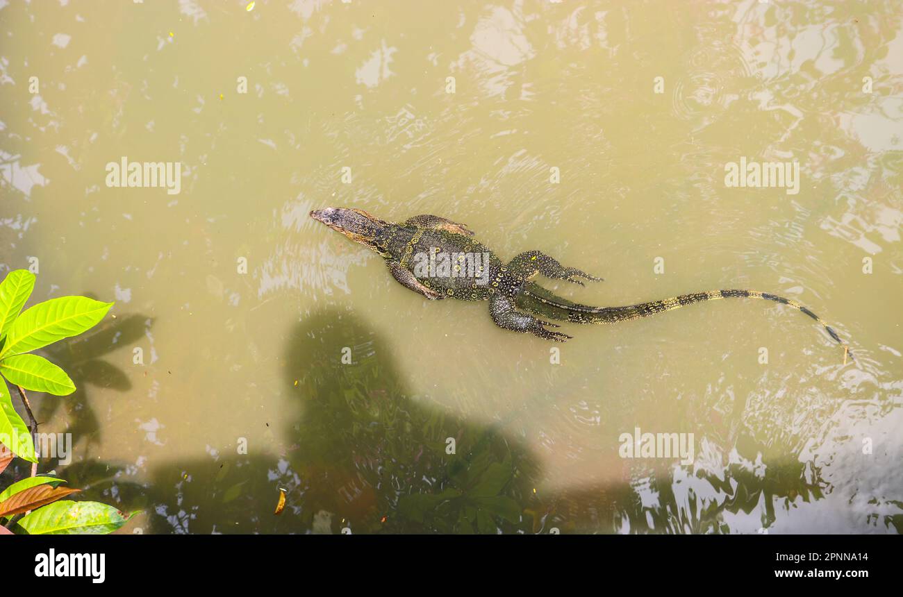 Water Monitor, Varanus salvator, nuota in uno stagno in un parco a Bangkok, Thailandia. Foto Stock