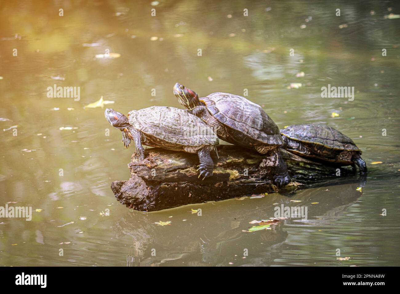 Tre tartarughe d'acqua (scivolo dello stagno) seduti su un serpente in uno stagno. Focalizzazione selettiva su un rettile. Foto Stock