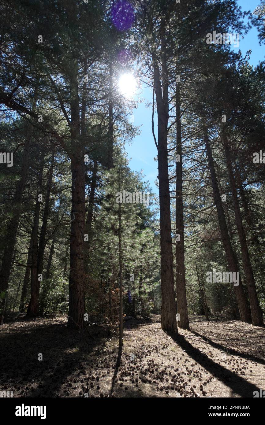 Alberi controluce di pineta nel Parco Nazionale dell'Etna in Sicilia Foto Stock